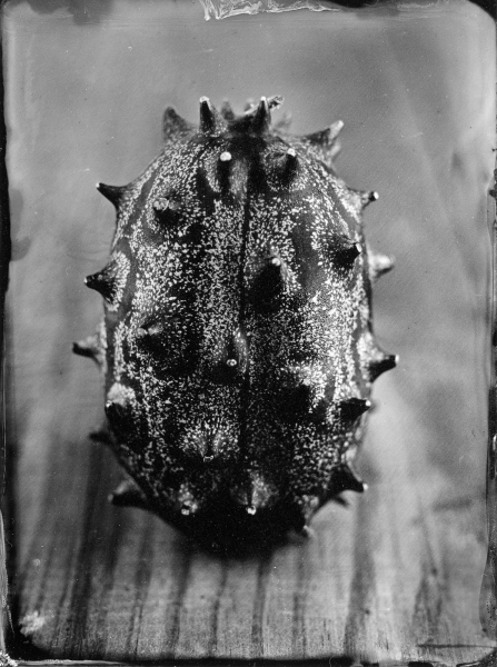 http://bcouradette.com/files/gimgs/th-63_Collodion_Prj_Exotique fruits_Benjamin_Couradette_2014100002_Small.jpg