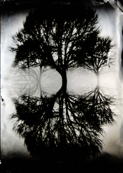 http://bcouradette.com/files/gimgs/th-74_2016_07_Collodion_Tree_Project_Benjamin_couradette_009.jpg