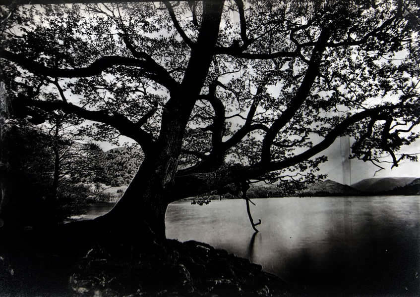 http://bcouradette.com/files/gimgs/th-74_2016_07_Collodion_Tree_Project_Benjamin_couradette_004.jpg