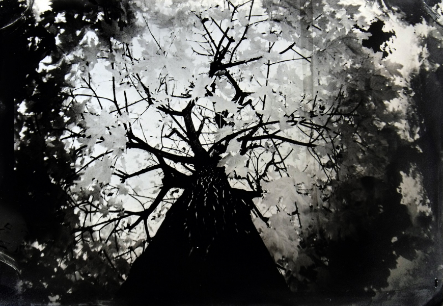 http://bcouradette.com/files/gimgs/th-74_2016_07_Collodion_Tree_Project_Benjamin_couradette_003.jpg