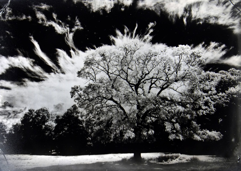 http://bcouradette.com/files/gimgs/th-74_2016_07_Collodion_Tree_Project_Benjamin_couradette_002.jpg