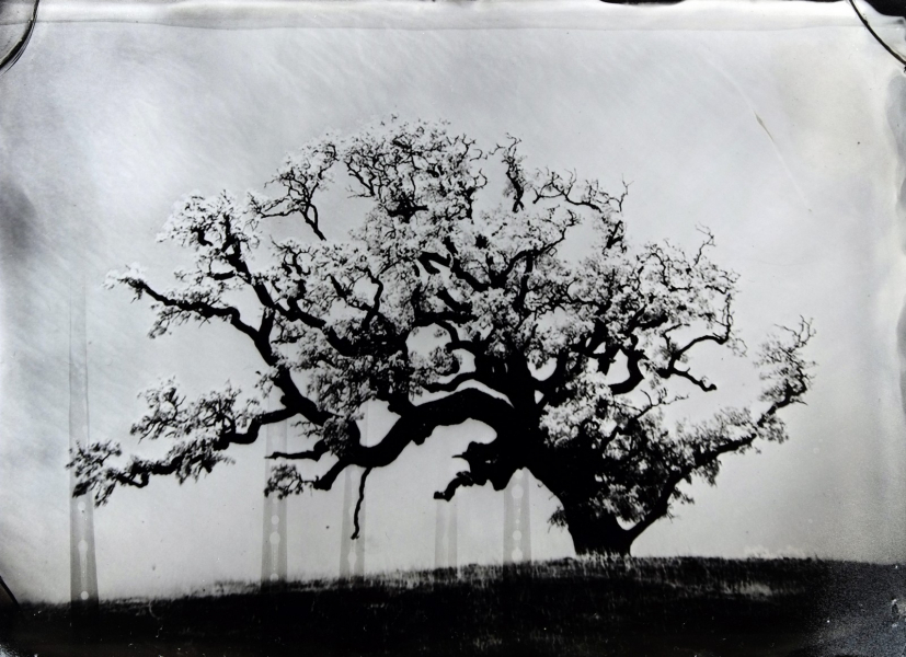 http://bcouradette.com/files/gimgs/th-74_2016_07_Collodion_Tree_Project_Benjamin_couradette_005.jpg