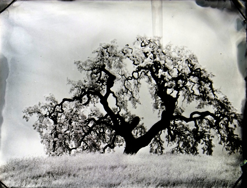 http://bcouradette.com/files/gimgs/th-74_2016_07_Collodion_Tree_Project_Benjamin_couradette_010.jpg