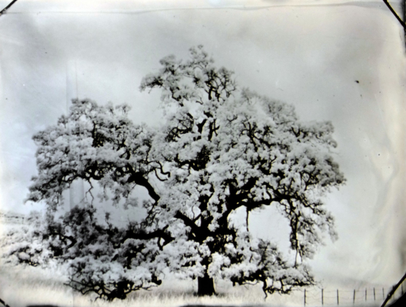 http://bcouradette.com/files/gimgs/th-74_2016_07_Collodion_Tree_Project_Benjamin_couradette_008.jpg